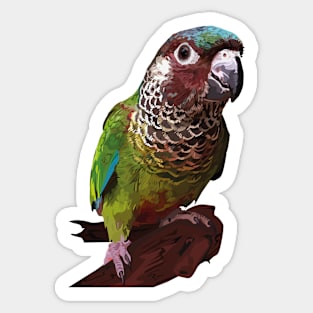 Pyrrhura picta Sticker